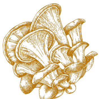 Unieke natuurlijke ondersteuning voor het versterken van lichaam en geest