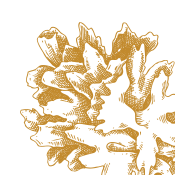 Waardevolle wondermushroom