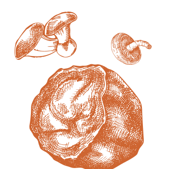 Herstel de balans in je lichaam