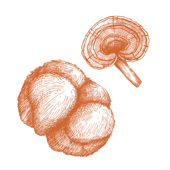 Kracht en energie uit de natuur