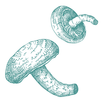 Duizenden jaren traditie voor lichaamsondersteuning