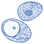 Hoogwaardige keuze voor elke dag