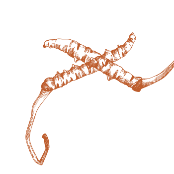 Zorg voor uw lichaam met de paddenstoelenkracht